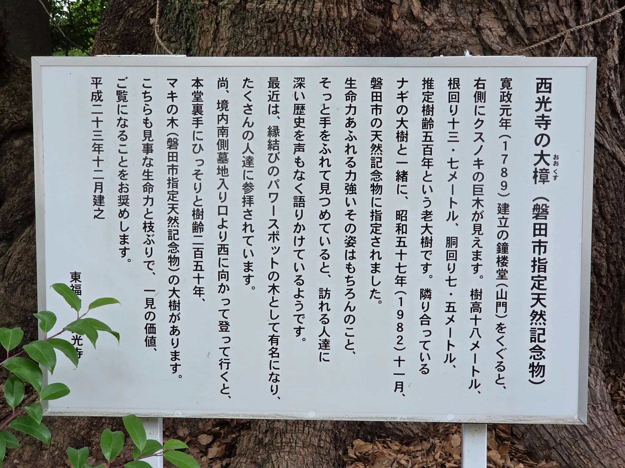 「西光寺の大樟」案内板